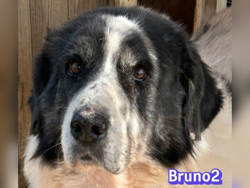 Bruno 2 - Gnadenbrotplatz gesucht