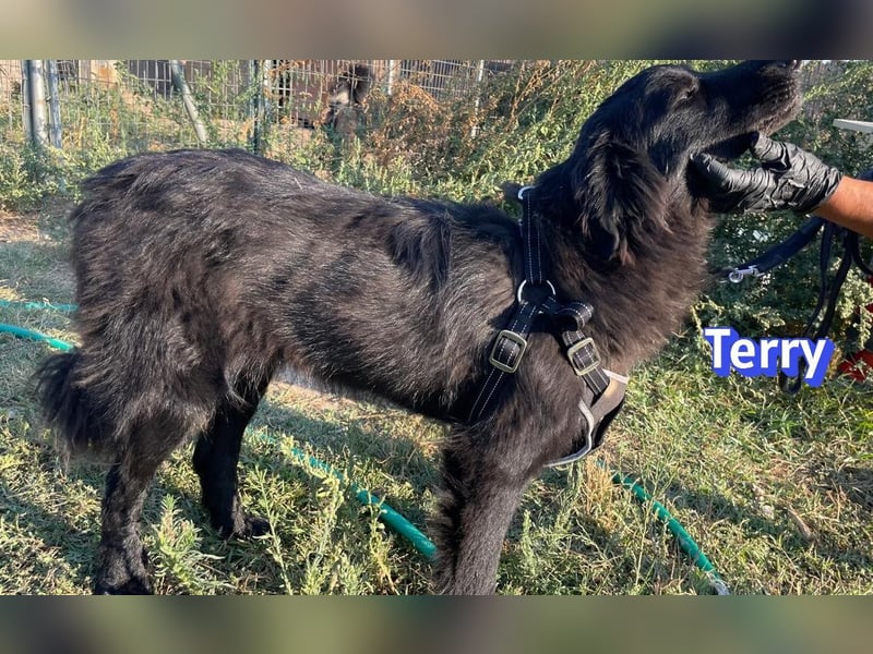 Terry, 09/24 - ruhiger Schatz sucht Familie
