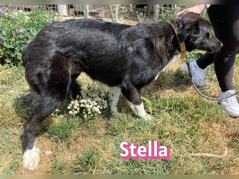 Stella, 01/24 - schüchterne Maus sucht Familie