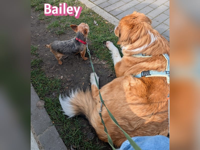 Bailey 04/24 - charakterstarke Hündin sucht neues Zuhause