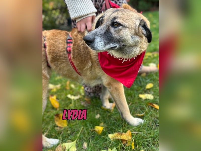 Lydia, 05/23 - tolle Familienhündin wartet in 64756 Mossautal