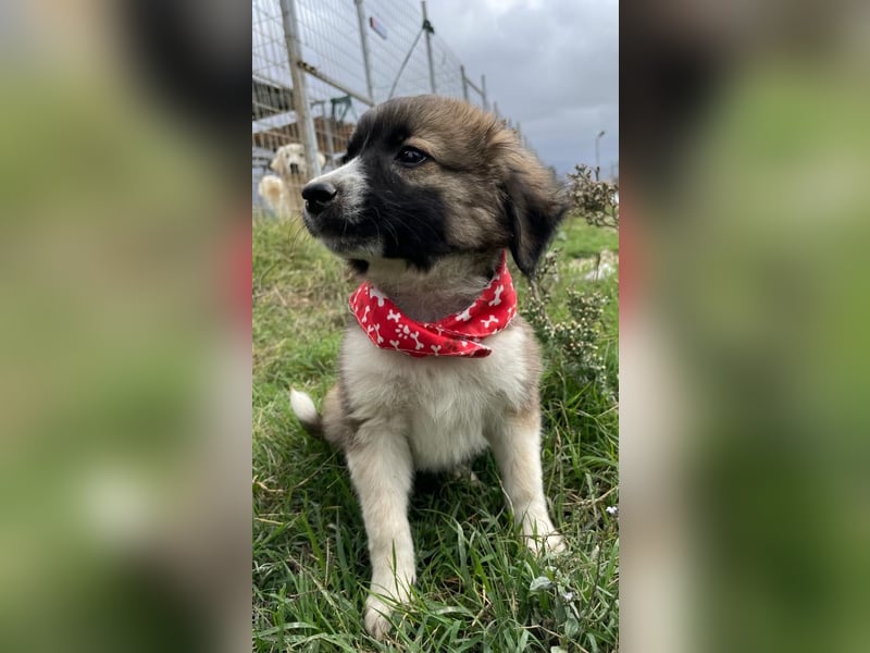 Betty - aufgeweckt und freundlich