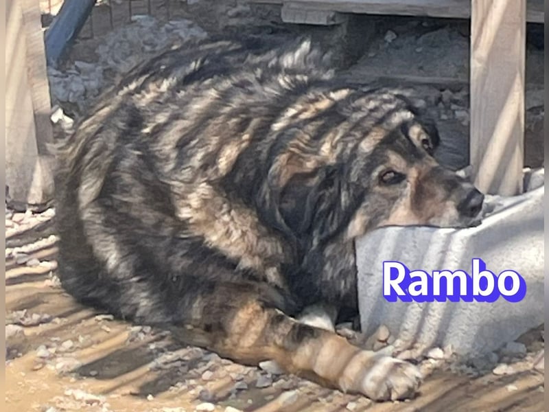 Rambo 01/22 - aktives Moppelchen sucht Diätpartner