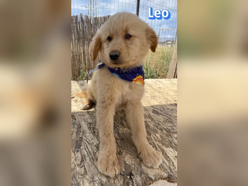 Leo, 02/26 - Zukunft gesucht