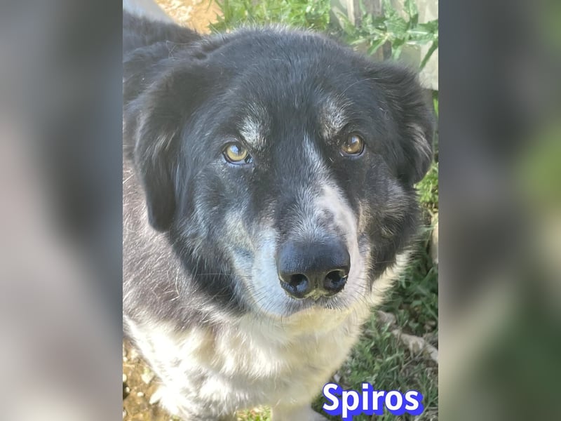 Spiros, 01/23 - wuscheliger, schlauer Gefährte sucht seine Menschen