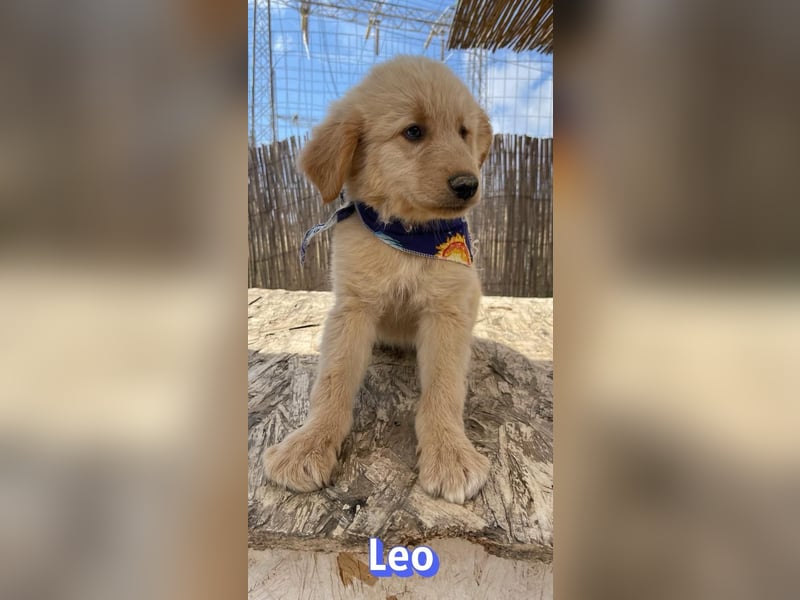 Leo, 02/26 - Zukunft gesucht