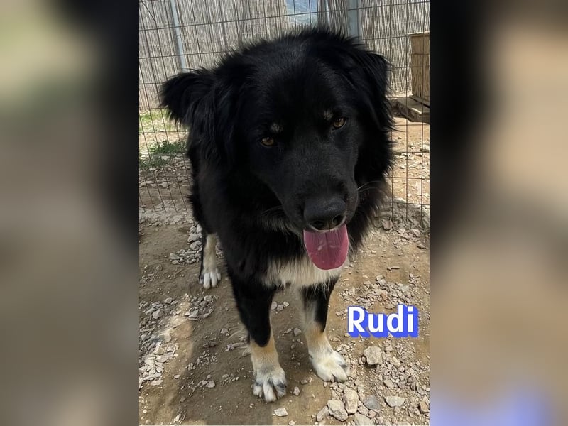 Rudi, 02/24 - liebevoller Wuschel sucht Familie