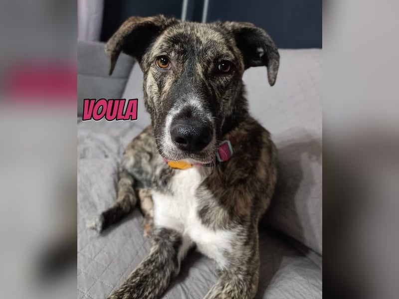 Voula, 10/25 - sanfte Seele sucht Familie