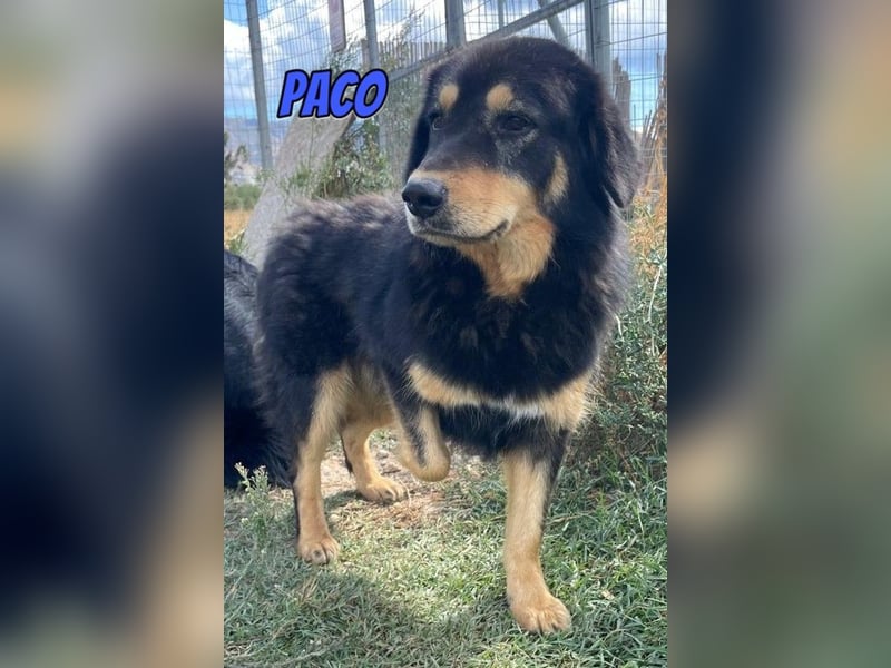 Paco, 10/22 - hübscher Rüde sucht 2te Chance