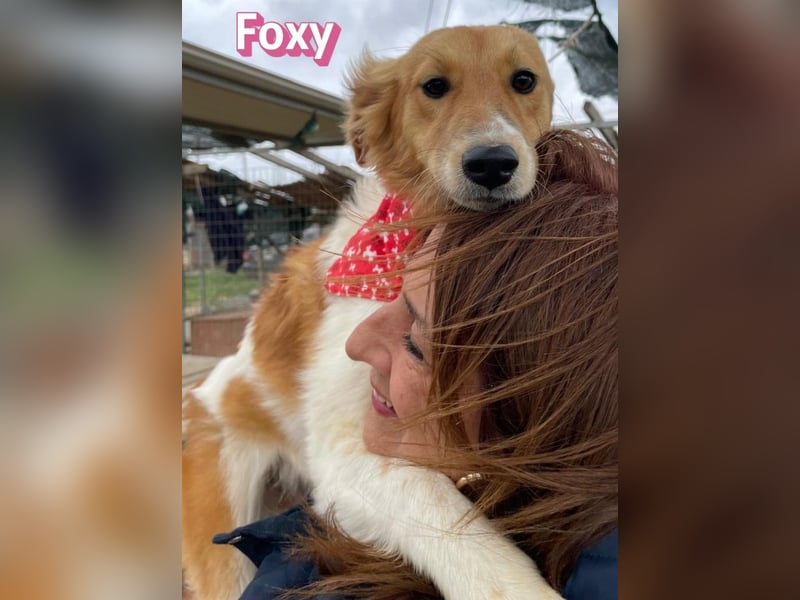 Foxy - verschmust, verspielt, anhänglich