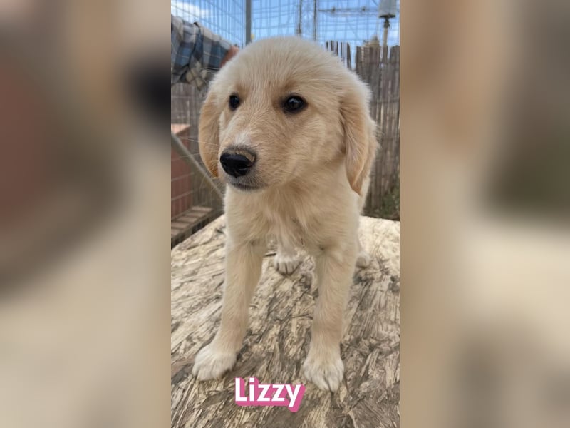 Lizzy, 02/26 - sucht eine schöne Kindheit