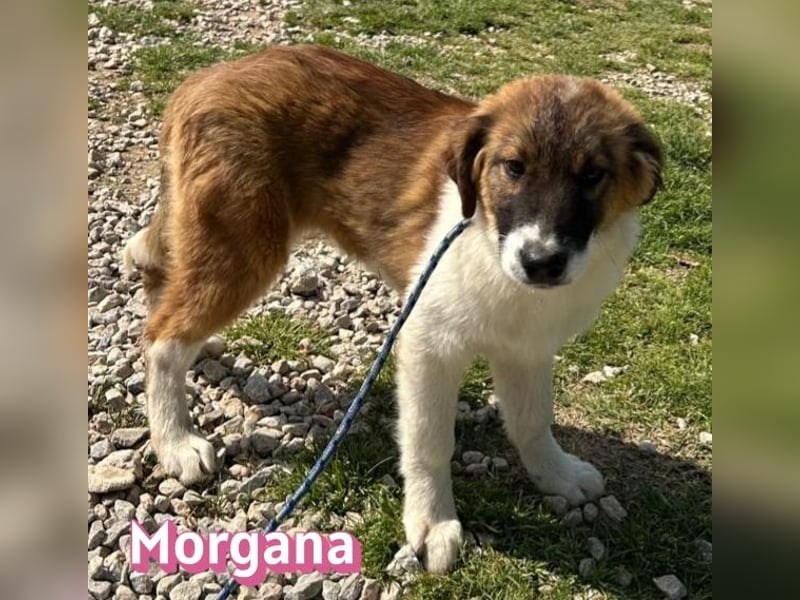 Morgana - verschmust, verspielt, anhänglich