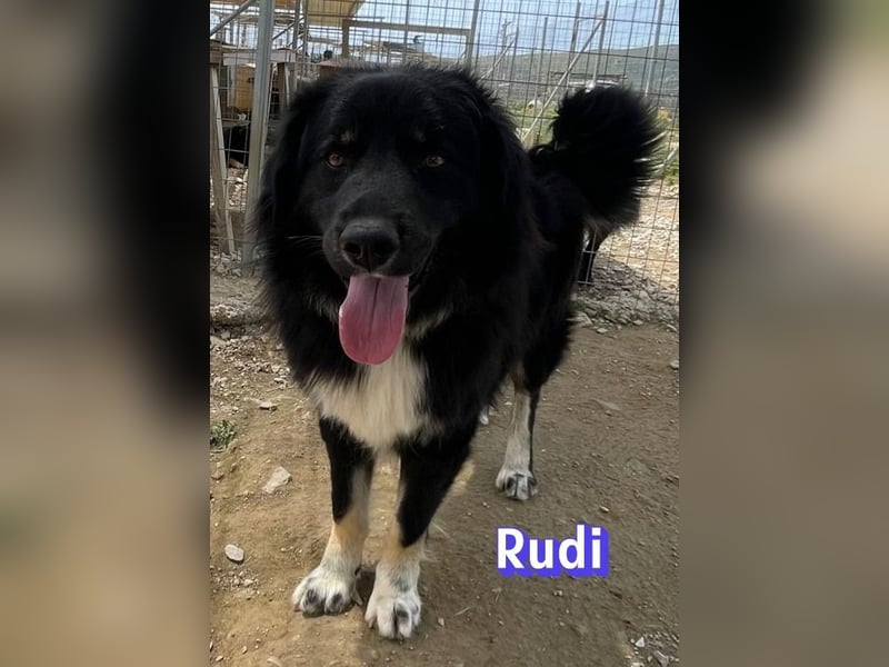 Rudi, 02/24 - liebevoller Wuschel sucht Familie