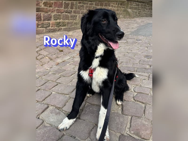 Rocky - schüchterner Bub sucht ein "Für immer" Körbchen