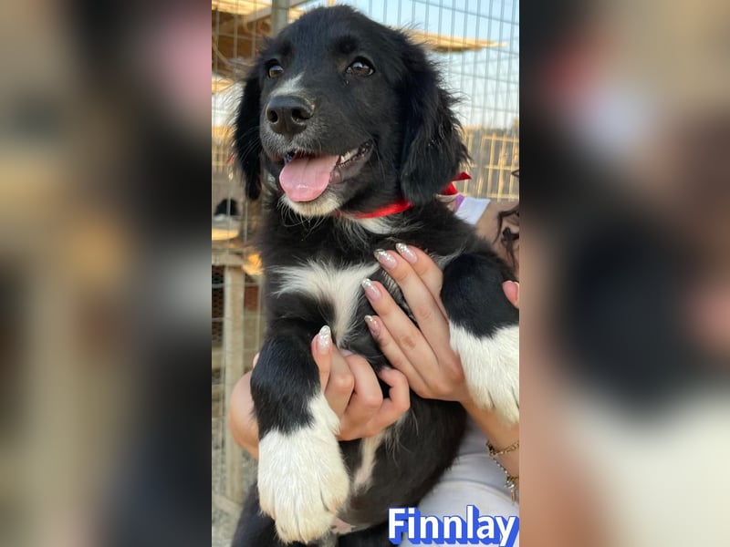 Finnlay, 05/26 - Schwarzköpfchen sucht Familie
