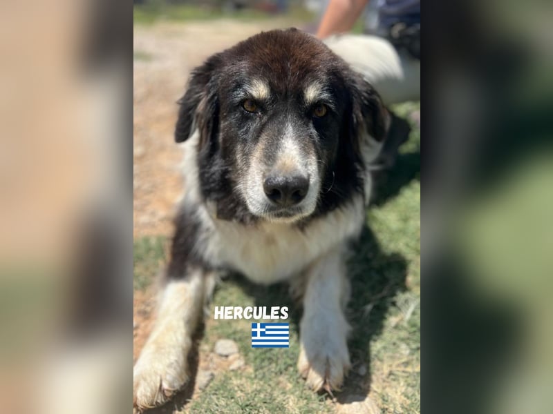 Herkules - Eine griechsiche Legende sucht sein Zuhause