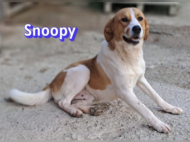 Snoopy, 04/25 - sucht seinen Charlie Brown