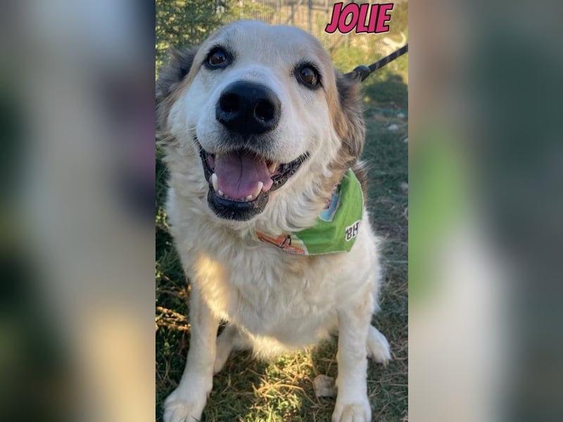 Jolie, 08/24 - süßes Mädel wartet auf ihre Menschen