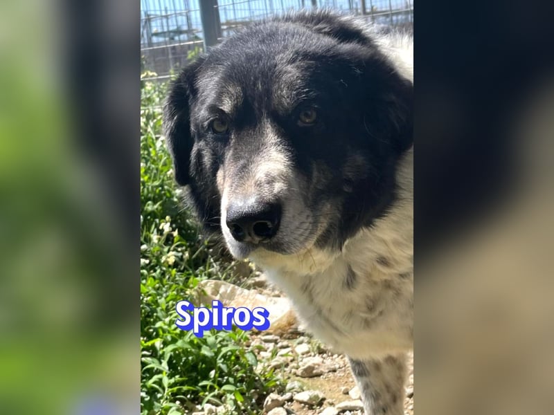 Spiros, 01/23 - wuscheliger, schlauer Gefährte sucht seine Menschen
