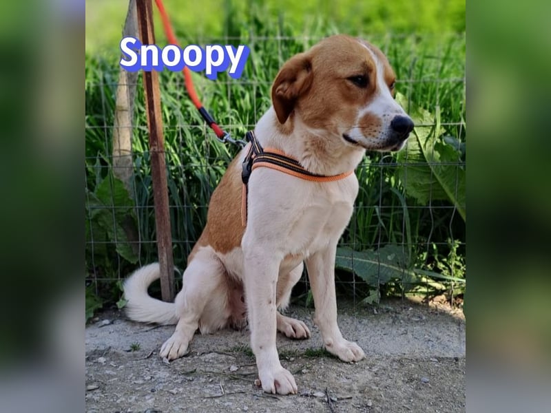 Snoopy, 04/25 - sucht seinen Charlie Brown