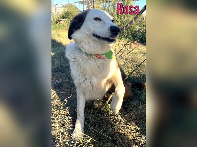 Rosa, 12/23 - sanfte Seele sucht Zuhause