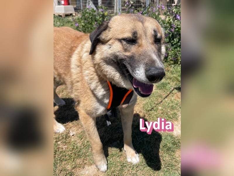 Lydia, 05/23 - gemütliche Schmusemaus sucht Familie