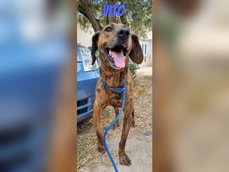 Vito, 10/24 - lieber Eyecatcher sucht Familie