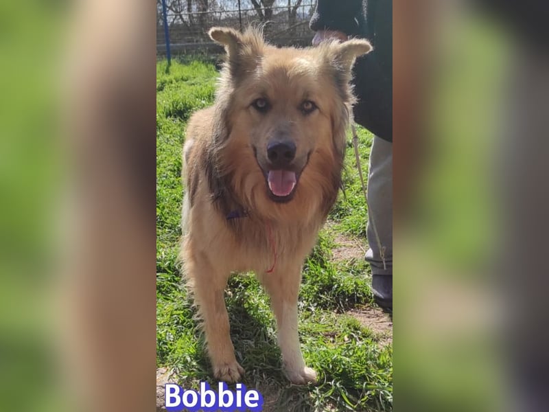 Bobbie - lebensfroher Kämpfer sucht sein Zuhause