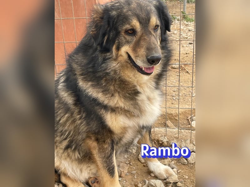 Rambo 01/22 - aktives Moppelchen sucht Diätpartner