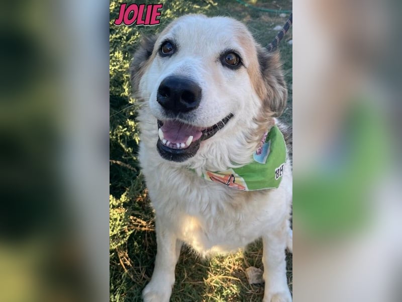 Jolie, 08/24 - süßes Mädel wartet auf ihre Menschen