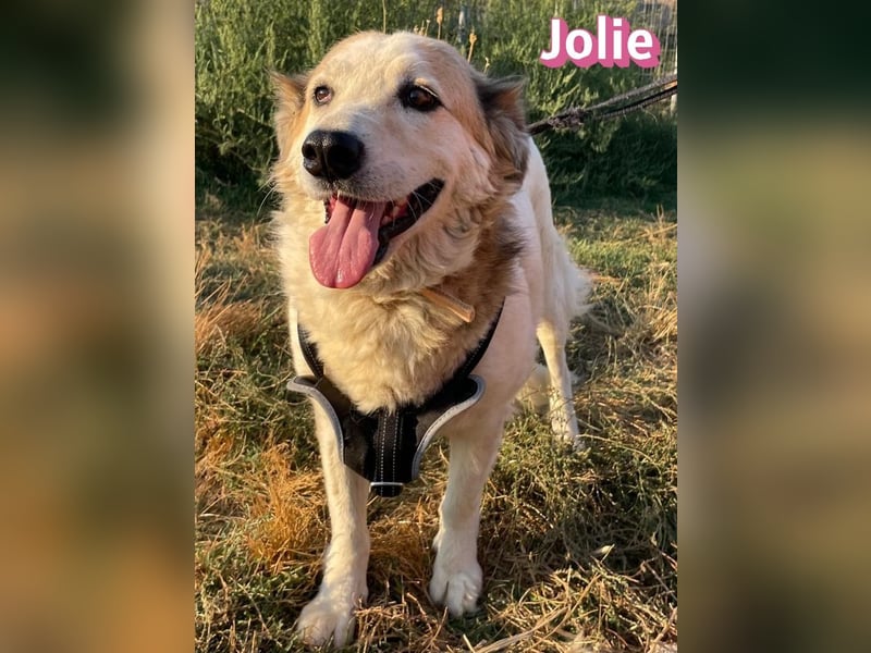 Jolie, 08/24 - ruhige Begleiterin sucht ihre Menschen