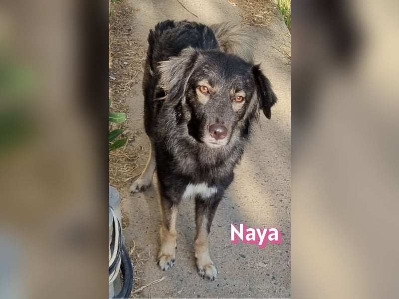 Naya, 11/24 - sportlicher Wuschel sucht Familie