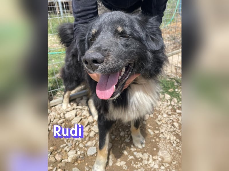 Rudi, 02/24 - liebevoller Wuschel sucht Familie