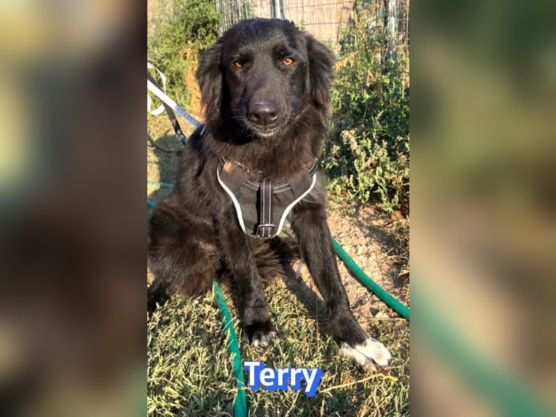 Terry, 09/24 - ruhiger Schatz sucht Familie