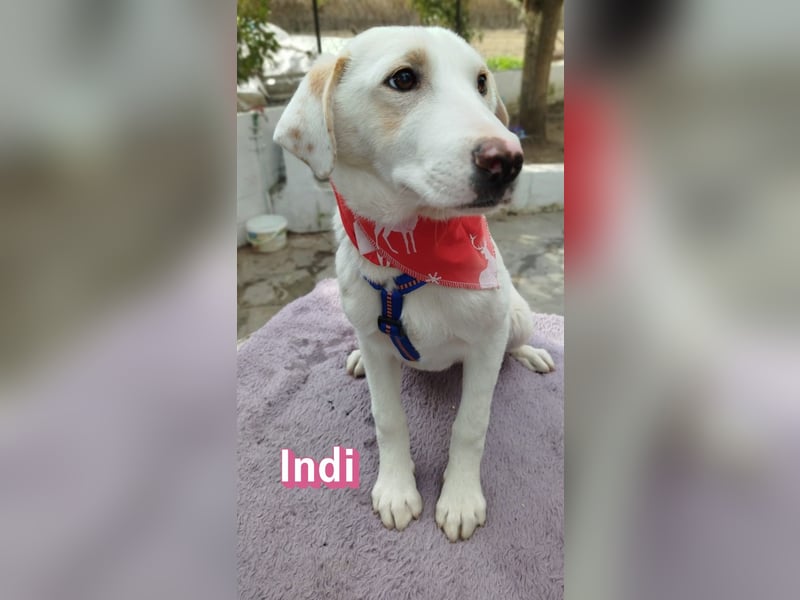 Indi - Die Hoffnung auf einen Neuanfang