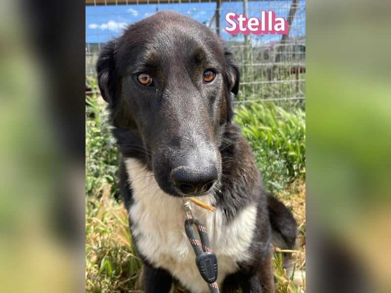 Stella, 01/24 - schüchterne Maus sucht Familie