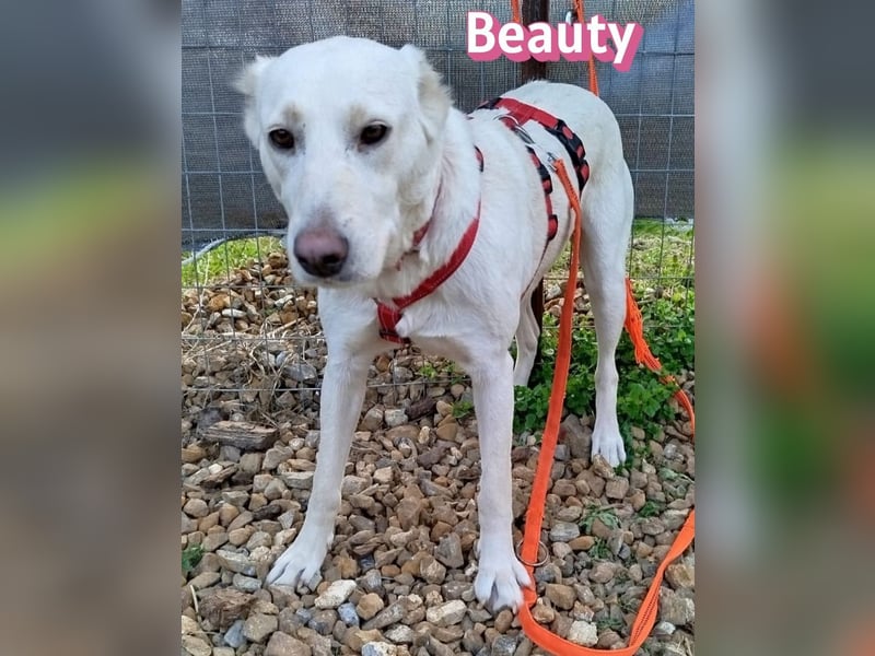 Beauty - sensibel, freundlich, neugierig; Handicap