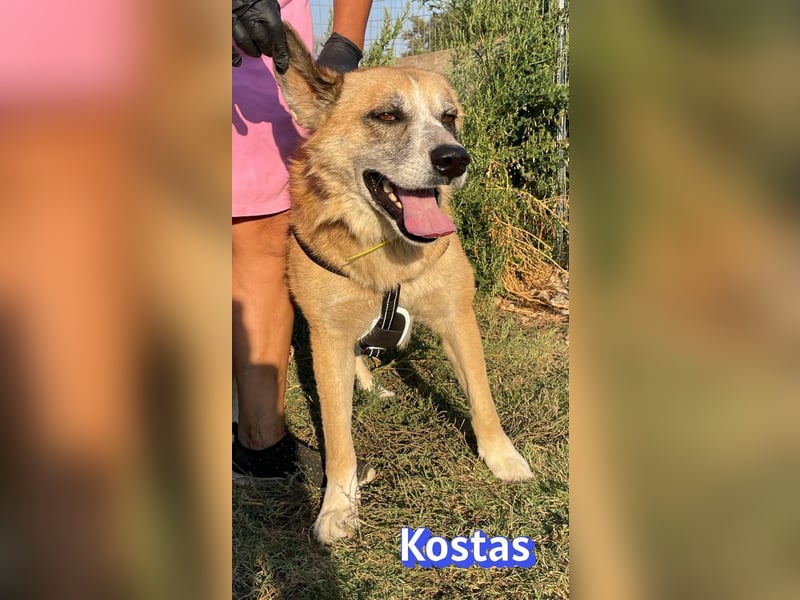 Kostas, 08/20 - ruhiger Rüde sucht Familie