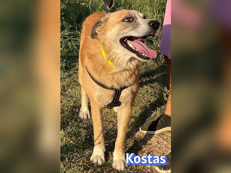 Kostas, 08/20 - ruhiger Rüde sucht Familie