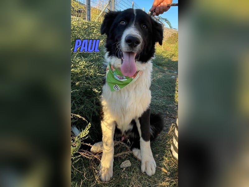 Paul, 10/25 - süßer Plüscher sucht Familie