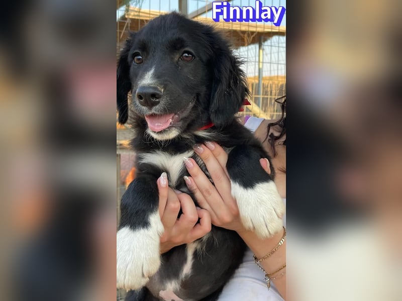 Finnlay, 05/26 - Schwarzköpfchen sucht Familie