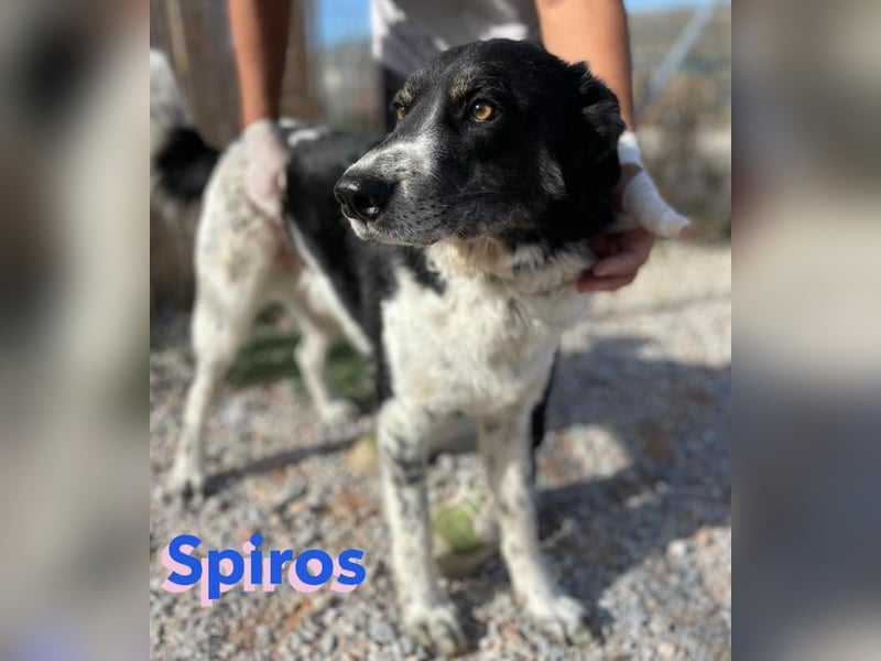 Spiros - freundlich und intelligent