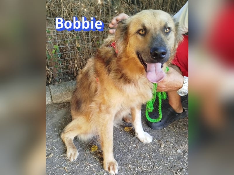Bobbie, 08/23 - treuer Wuschel sucht Familie