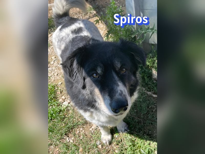 Spiros, 01/23 - wuscheliger, schlauer Gefährte sucht seine Menschen