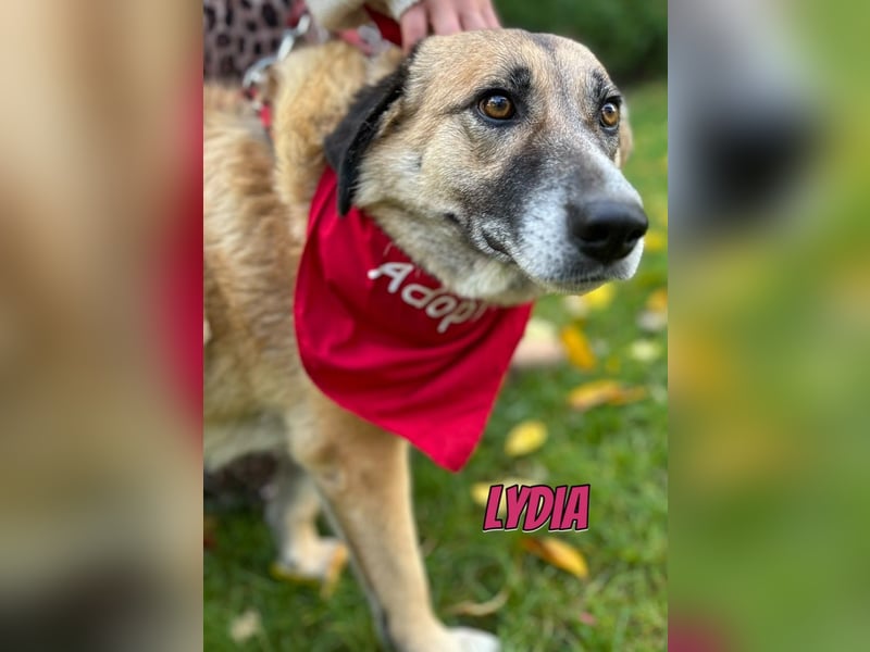 Lydia, 05/23 - tolle Familienhündin wartet in 64756 Mossautal