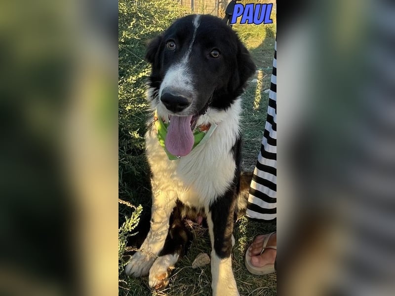 Paul, 10/25 - süßer Plüscher sucht Familie