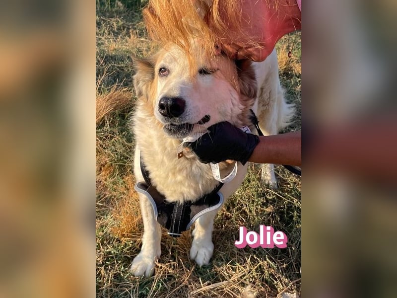 Jolie, 08/24 - ruhige Begleiterin sucht ihre Menschen