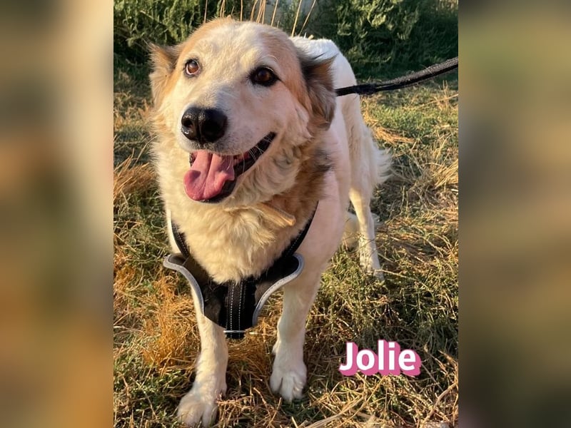 Jolie, 08/24 - ruhige Begleiterin sucht ihre Menschen