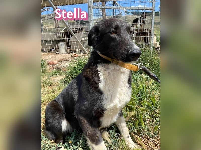 Stella, 01/24 - schüchterne Maus sucht Familie