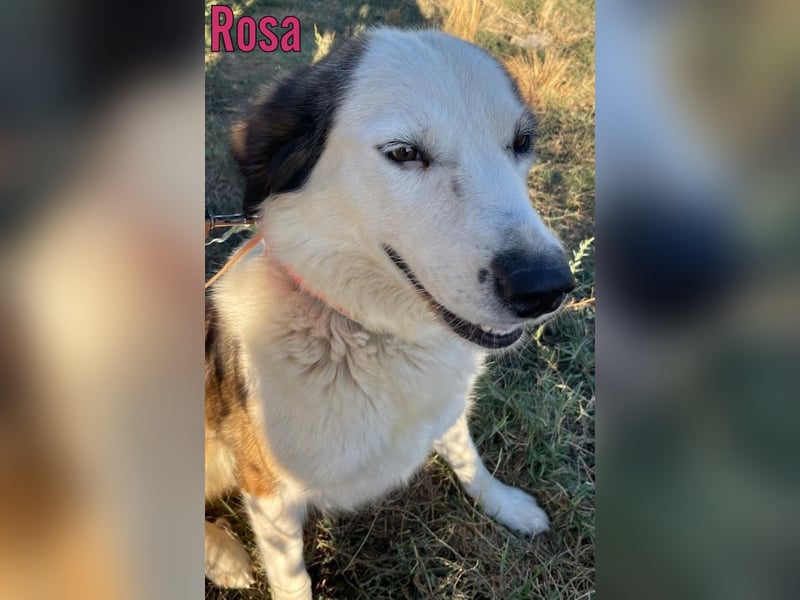 Rosa, 12/23 - sanfte Seele sucht Zuhause